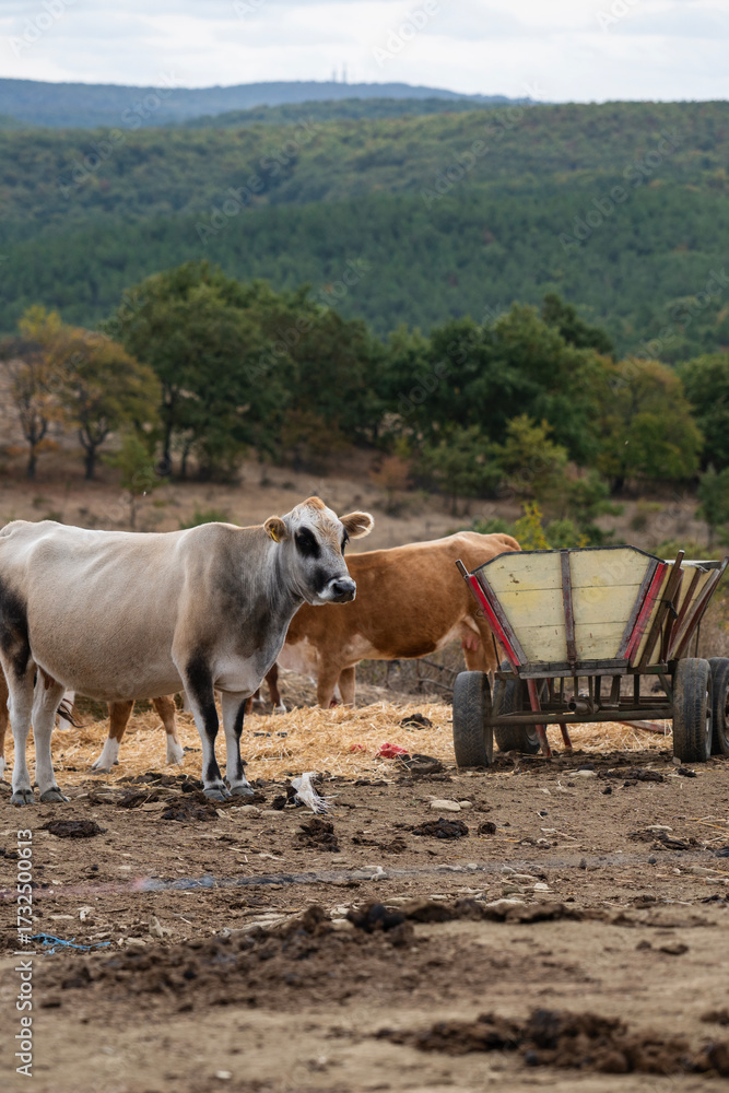 Fototapeta premium A herd of cows stands on a dirt field with a small wooden feed cart with forested green hill on the background