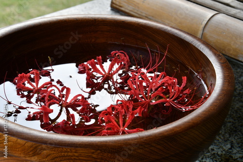 彼岸花 曼殊沙華 赤 花手水 手水舎 西方寺 横浜