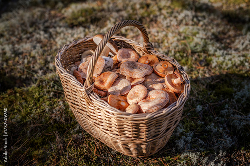 Wicker Basket Full of Fresh Wild Mushrooms (Boletus Edulis and Lactarius Deliciosus) on Moss