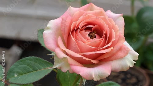 extreme close-up photograph capturing the intricate details of blossoming rose with soft pink petals