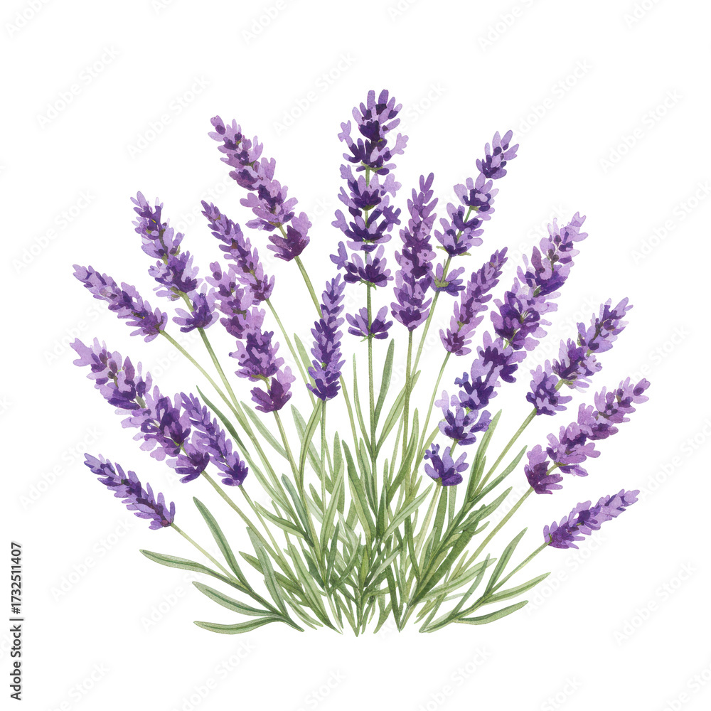Fototapeta premium Watercolor lavender bouquet with delicate purple blooms and green foliage isolated on white background