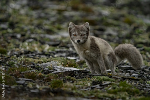 View of an arctic fox, with its blend of grey and white fur, stands alert amidst the rocky, moss-covered terrain, a portrait of wild beauty, Longyearbyen, Svalbard and Jan Mayen.