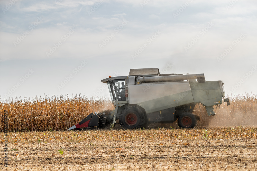 Fototapeta premium Combine harvester at work in a dry corn field under a cloudy sky
