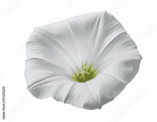 Vector of a white Hedge Bindweed flower (Calystegia sepium), also known as Greater Bindweed. Trumpet-shaped wildflower. Bindweed, a white flower isolated on white background. Vector illustration.