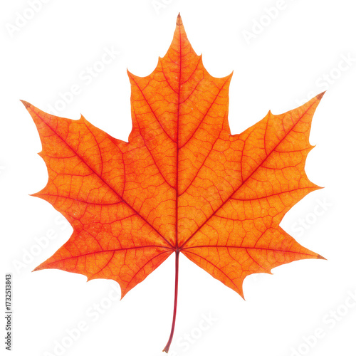 Wallpaper Mural Vibrant autumn maple leaf close-up detail isolated on white background Torontodigital.ca