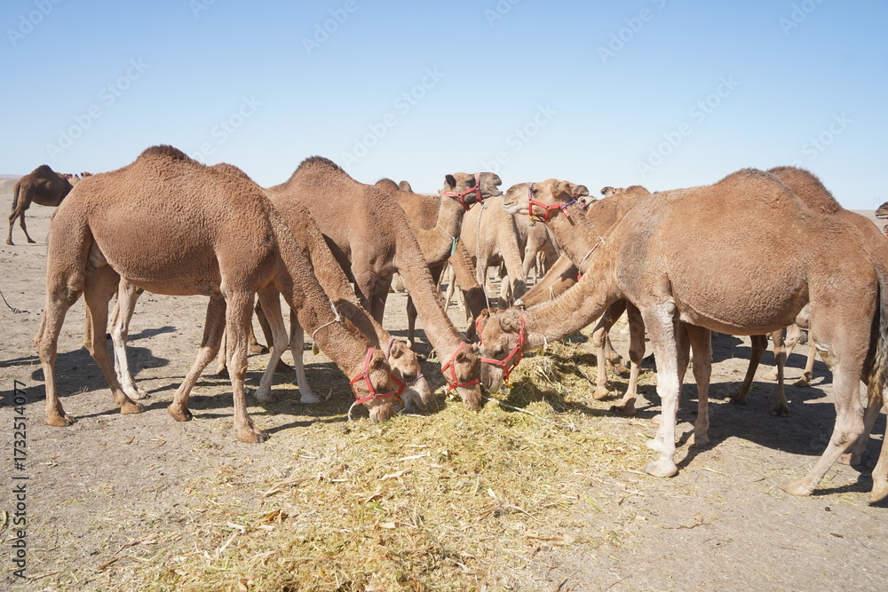 Obraz premium A large caravan of one-humped camels in the steppe.