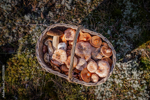 Wicker Basket Full of Fresh Wild Mushrooms (Boletus Edulis and Lactarius Deliciosus) on Moss. Top view