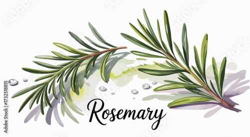 This beautiful illustration features fresh rosemary sprigs elegantly arranged, emphasizing their vibrant green color and detailed texture, perfect for culinary themes.
