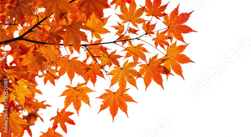 Vibrant orange maple leaves on branches during autumn season 4.
