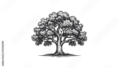 A detailed black and white illustration of a large oak tree with dense foliage and intricate bark detail