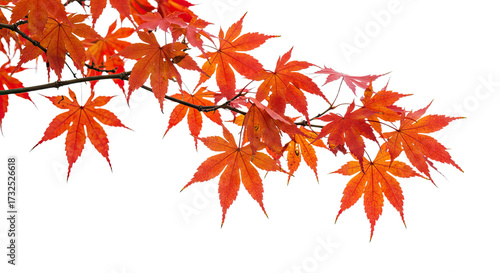 Vibrant red maple leaves branch in autumn season 1.