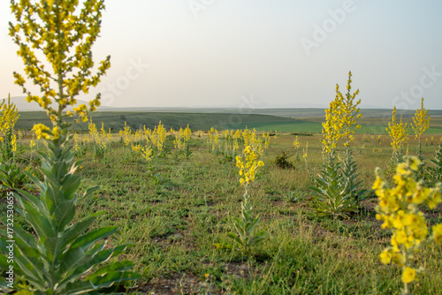 Mullein plants blooming in a wide mountain valley at sunrise, with snow-capped peaks in the background.