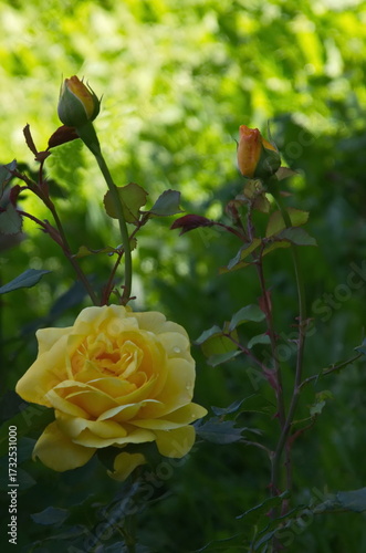 Part of a rose garden with beautiful bushes with yellow flowers, Sofia, Bulgaria     Част от розова градина с красиви храсти с жълти цветя 