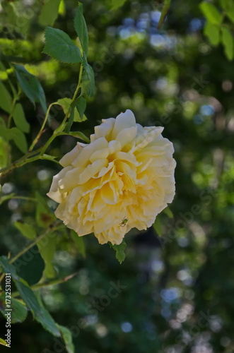 Part of a rose garden with beautiful bushes with yellow flowers, Sofia, Bulgaria 