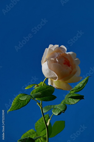 Part of a rose garden with beautiful bushes with colorful yellow and white flowers, Sofia, Bulgaria 