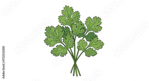 Fresh bunch of green cilantro herb, detailed hand-drawn vector illustration. Organic coriander cooking ingredient isolated on transparent background, svg.