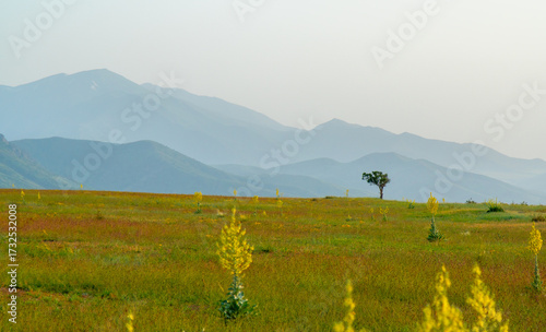 Lonely tree in a blooming steppe with blue mountains in the background at sunrise.