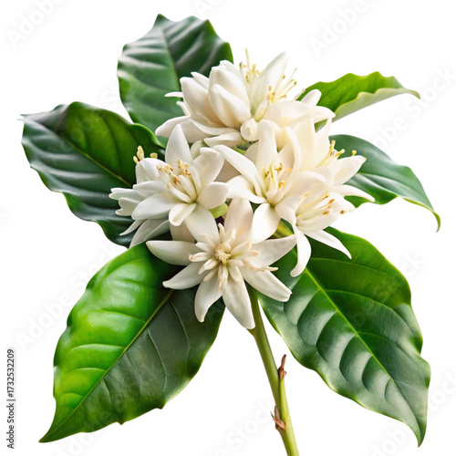 Delicate white coffee blossoms with vibrant green leaves on a dark background