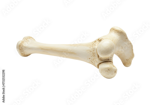 Photography Anatomical femur bone isolated on transparent background, detailed skeletal stru