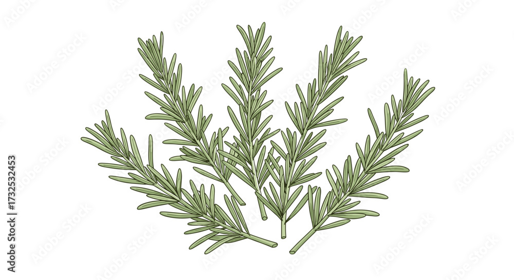 Naklejka premium Fresh aromatic green rosemary sprigs, essential culinary herb for seasoning dishes. Detailed vector illustration SVG, isolated on transparent background.