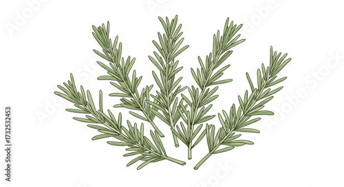 Fresh aromatic green rosemary sprigs, essential culinary herb for seasoning dishes. Detailed vector illustration SVG, isolated on transparent background.