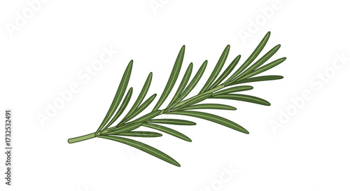 Fresh vibrant green aromatic rosemary sprig, a culinary herb for cooking and seasoning, vector illustration isolated on a transparent background.