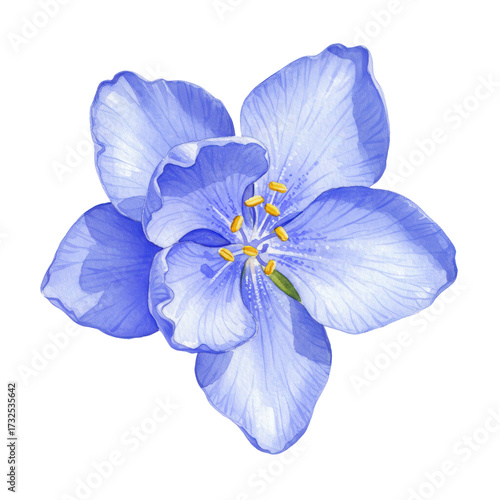 Watercolor blue flower with delicate petals and golden stamens, botanical illustration isolated on white background