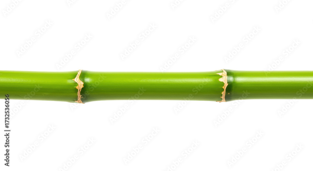 Fototapeta premium Fresh green bamboo stalk isolated PNG, natural plant stem for Asian design and decoration