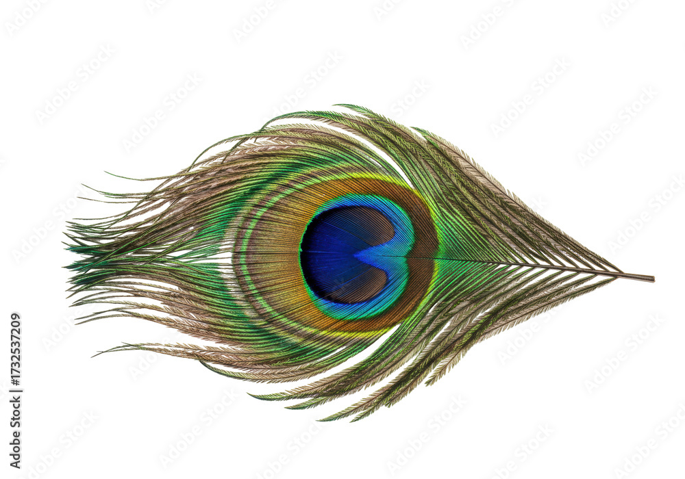 Fototapeta premium Detailed peacock feather PNG isolated on transparent background, vibrant iridescent plumage for design and decorative elements