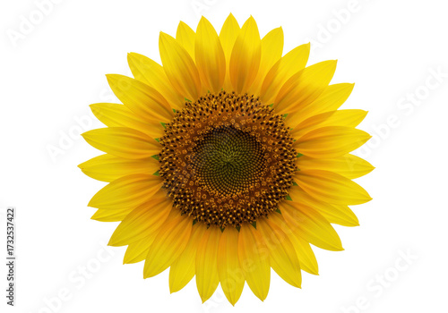 Papier peint Bright yellow sunflower isolated on transparent background, vibrant summer flowe