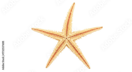 Five-armed starfish isolated on transparent background, beige sea star with orange stripes for marine life and summer themes PNG
