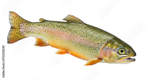Photos Colorful cutthroat trout isolated on transparent background, freshwater fish wit