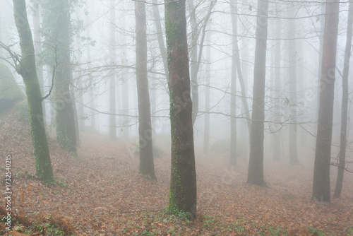 Forest in the Peneda Geres National Park, Portugal