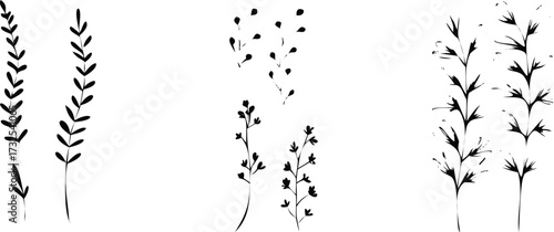 Set of hand-drawn floral elements delicate botanical illustrations for wedding invitations greeting cards and decorative design