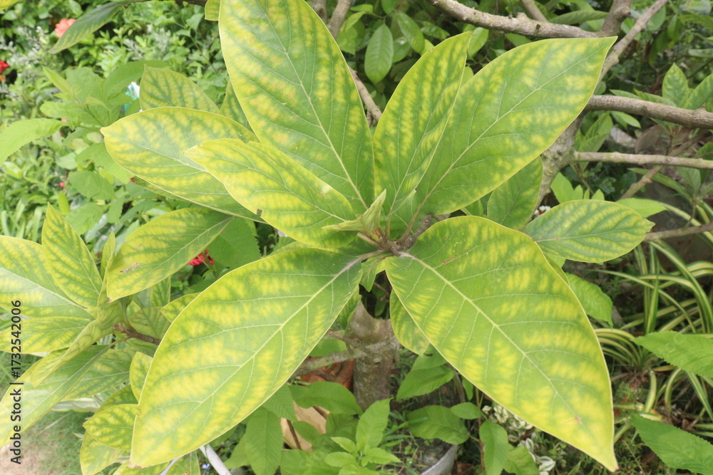 Obraz premium gardenia variegated flower plant on nursery