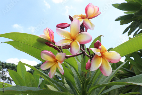 frangipani flower plant on farm