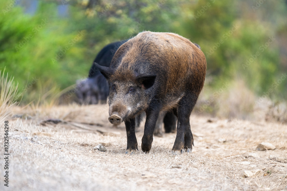 Fototapeta premium A wild boar walks along a dirt path through dry grass and rocks