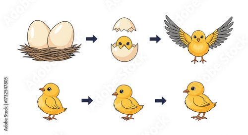 The fascinating life cycle and development of a baby chick from egg to adult bird.