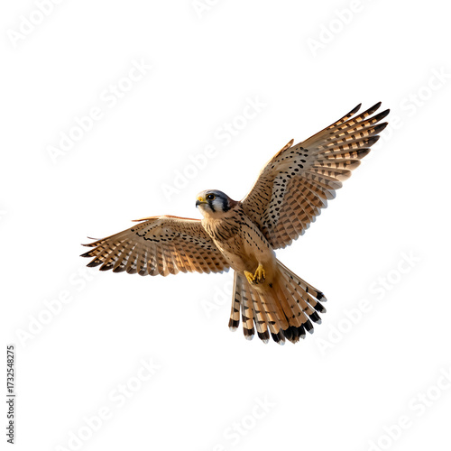 A kestrel with patterned wings is soaring in the sky with a Transparent background and bright light on it