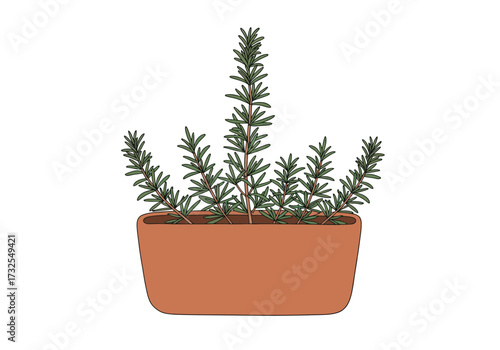 Rosemary plant in a terracotta pot.