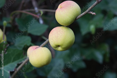 Apples from a Chaenomeles speciosa 'Simonii' bush 