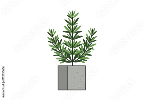 Rosemary Plant in a Grey Pot.