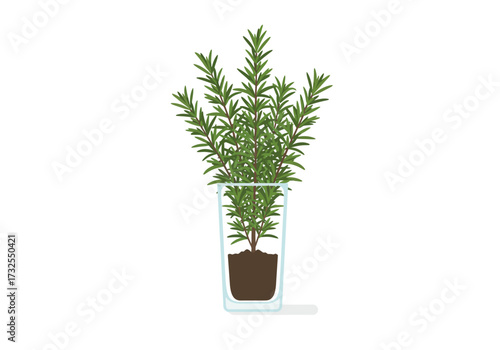 Fresh Rosemary Herb in Glass Pot.