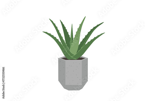 Potted Aloe Vera Plant in Grey Pot.