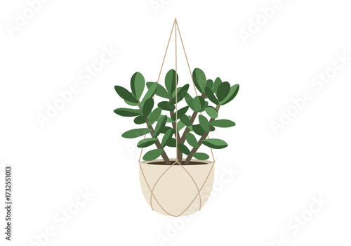Jade Plant in Hanging Pot Home Decor.