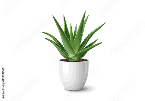 Aloe Vera Plant in White Pot.
