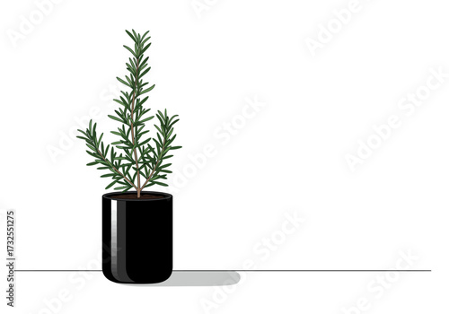Rosemary plant in a black pot on white background.