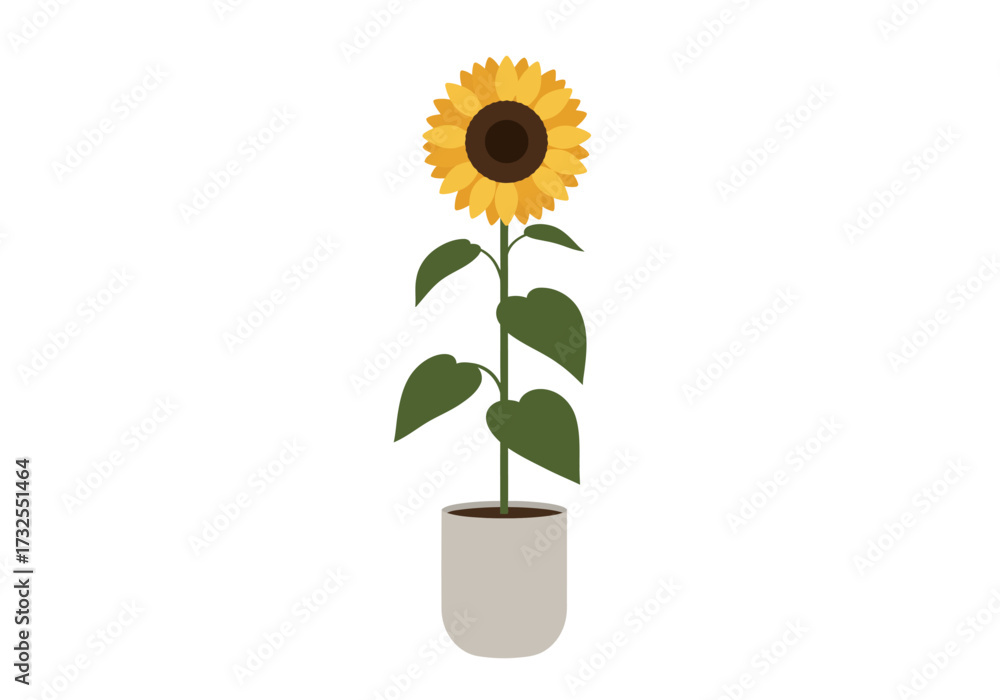 Obraz premium Single Sunflower in a Grey Pot.