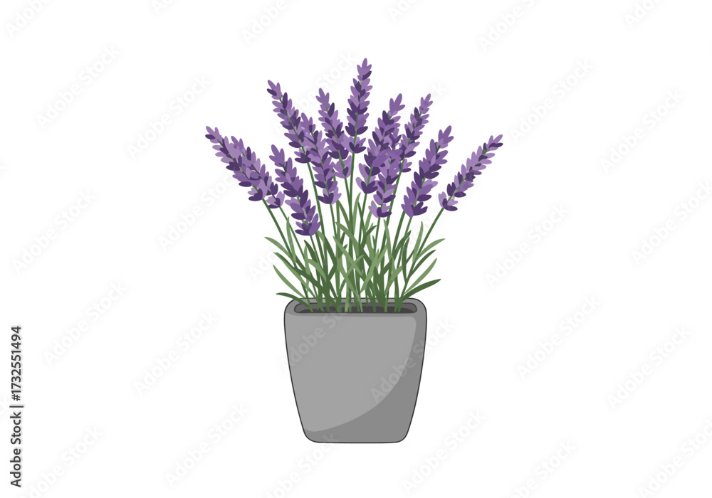 Fototapeta premium Potted Lavender Plant in Grey Pot.