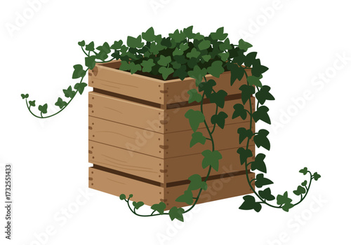 Ivy Plant in Wooden Box Green Leaves.